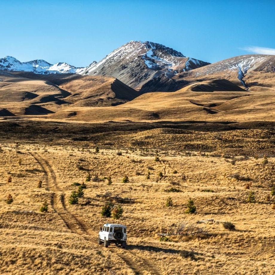 Golden grasslands